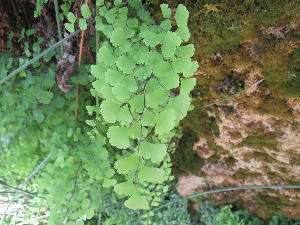 Photo of Southern Maidenhair Fern (Adiantum capillus-veneris)