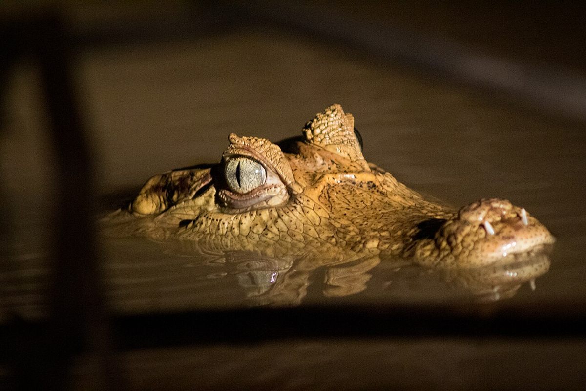 Photo of Spectacled Caiman (Caiman crocodilus)