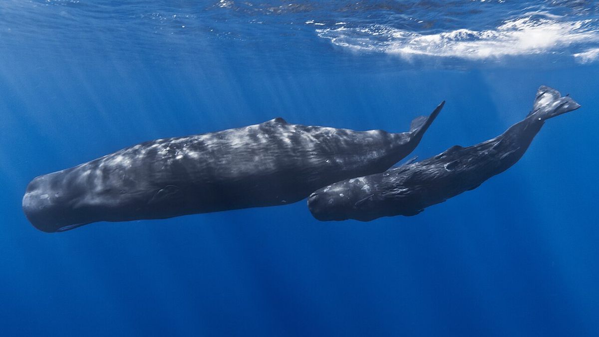 Photo of Sperm Whale (Physeter macrocephalus)