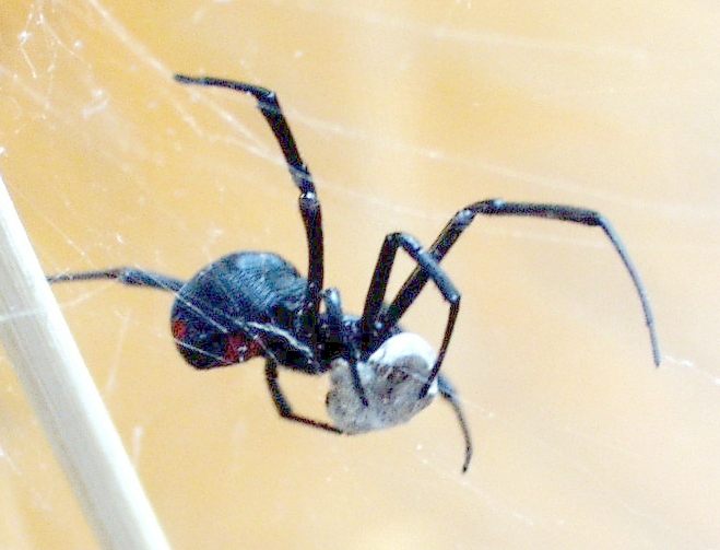 Photo of Black Widow Spider (Latrodectus mactans)
