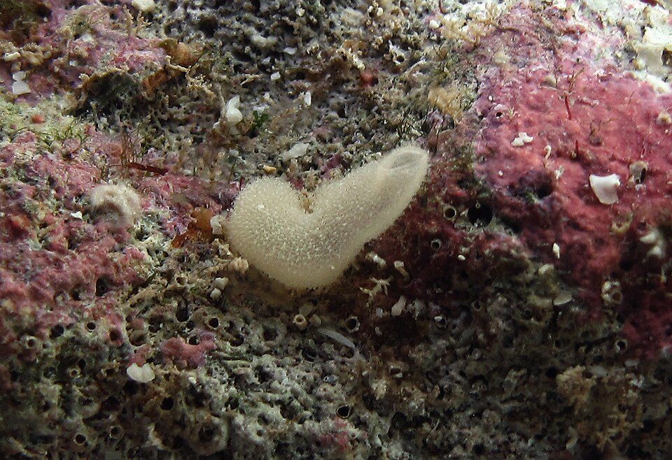 Photo of Sycon Sponge (Sycon ciliatum)