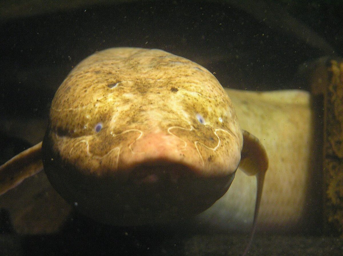 Photo of Spotted African Lungfish (Protopterus dolloi)