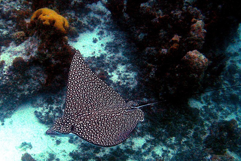 Photo of Spotted Eagle Ray (Aetobatus narinari)