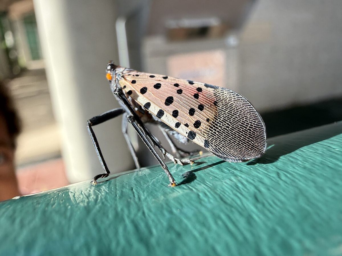 Photo of Spotted Lanternfly (Lycorma delicatula)