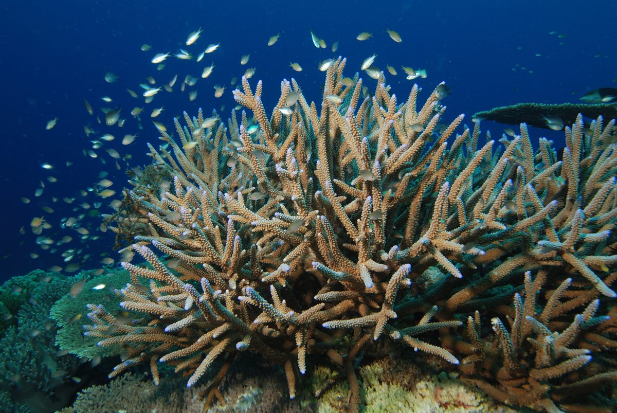 Photo of Staghorn Coral (Acropora cervicornis)