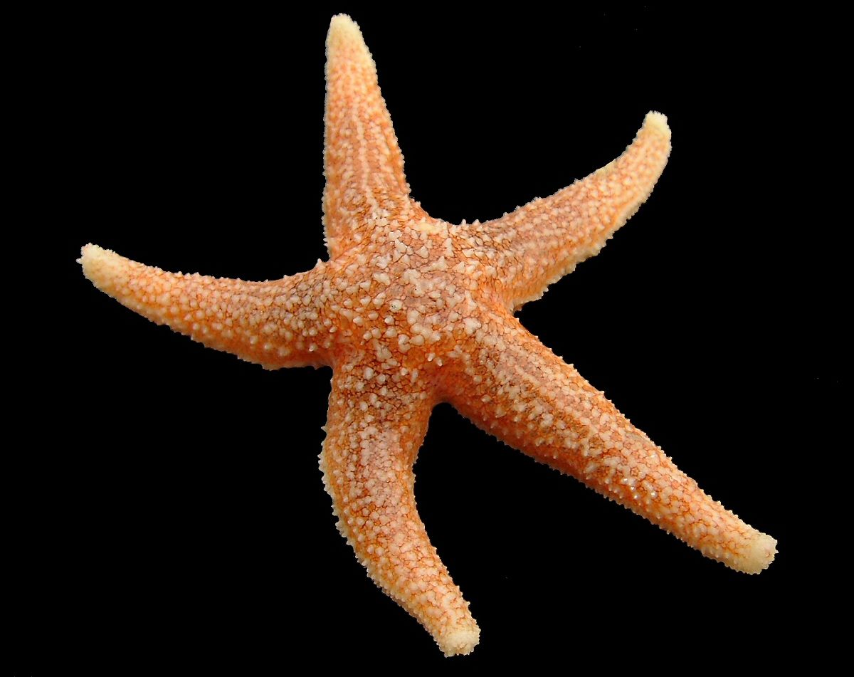 Photo of Common Starfish (Asterias rubens)