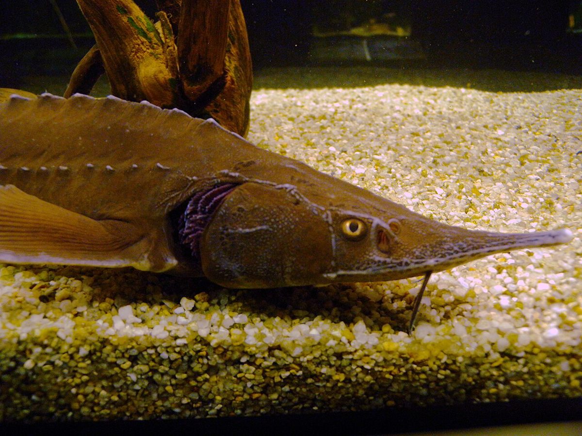 Photo of Sterlet (Acipenser ruthenus)