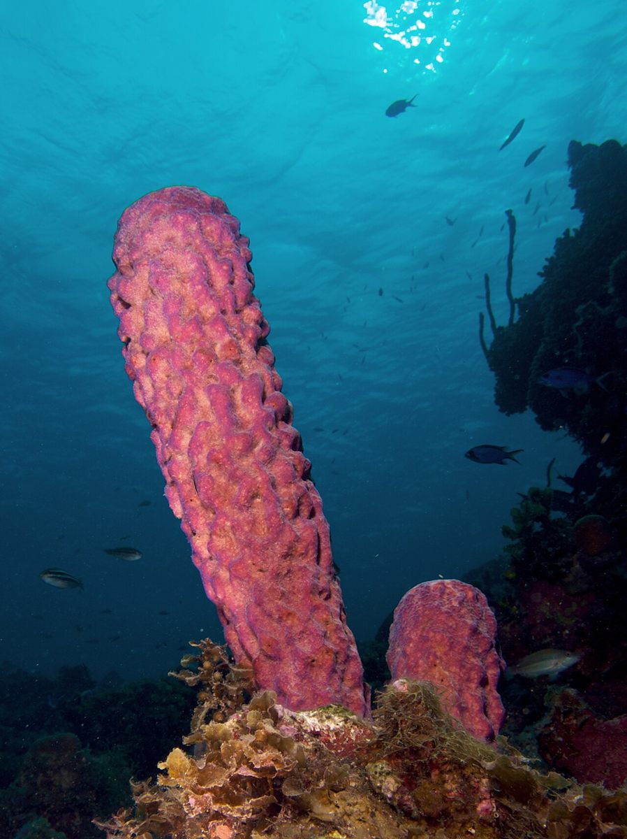 Photo of Stove-pipe Sponge (Aplysina archeri)