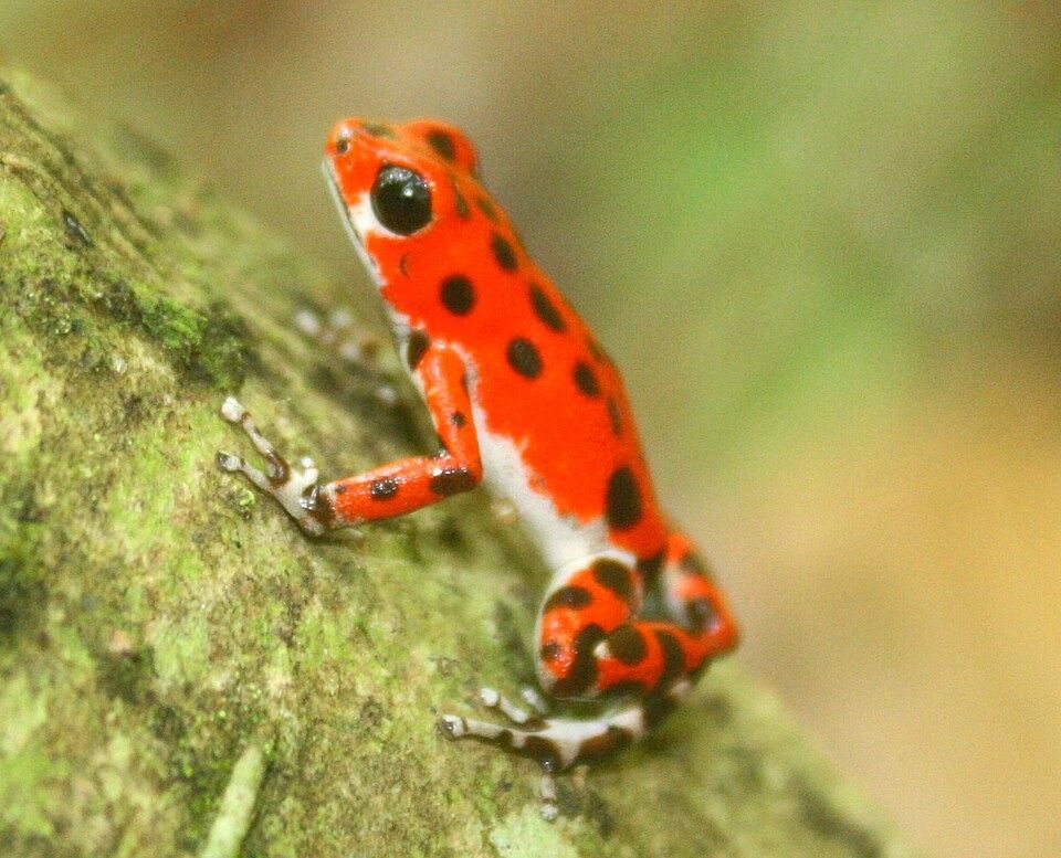Photo of Strawberry Poison-dart Frog (Oophaga pumilio)