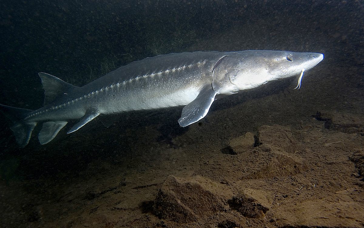 Photo of White Sturgeon (Acipenser transmontanus)