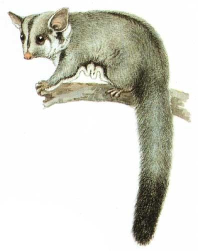 Photo of Sugar Glider (Petaurus breviceps)