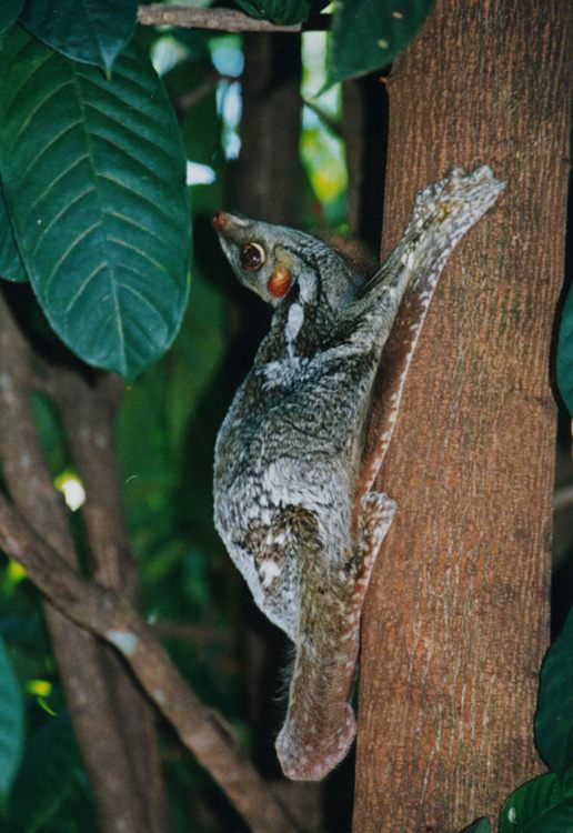 Photo of Sunda Colugo (Galeopterus variegatus)