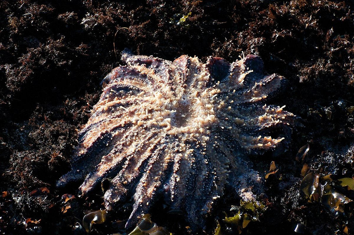 Photo of Sunflower Sea Star (Pycnopodia helianthoides)