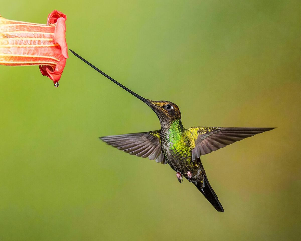 Photo of Sword-billed Hummingbird (Ensifera ensifera)