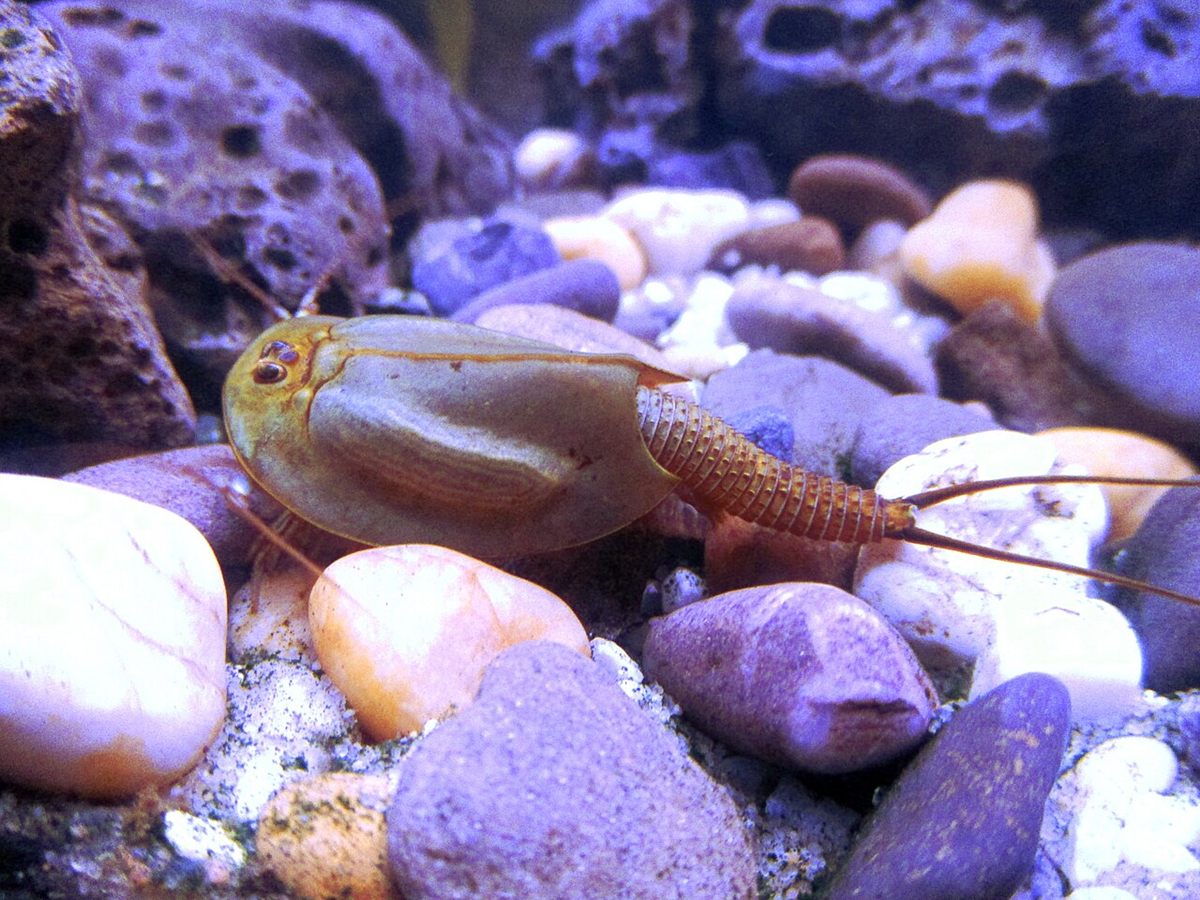 Photo of Tadpole Shrimp (Triops cancriformis)