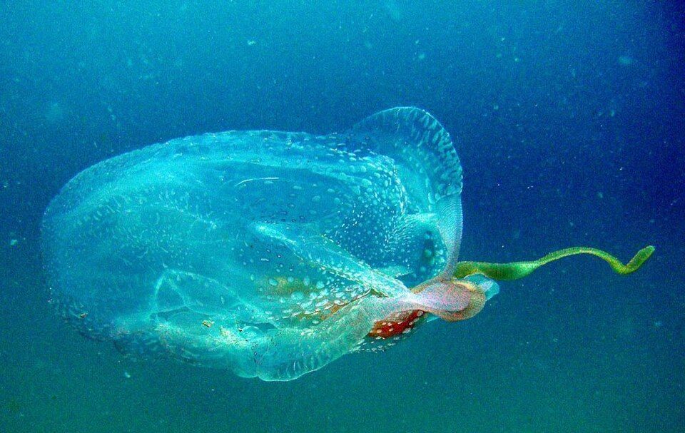 Photo of Tamoya Box Jellyfish (Tamoya haplonema)