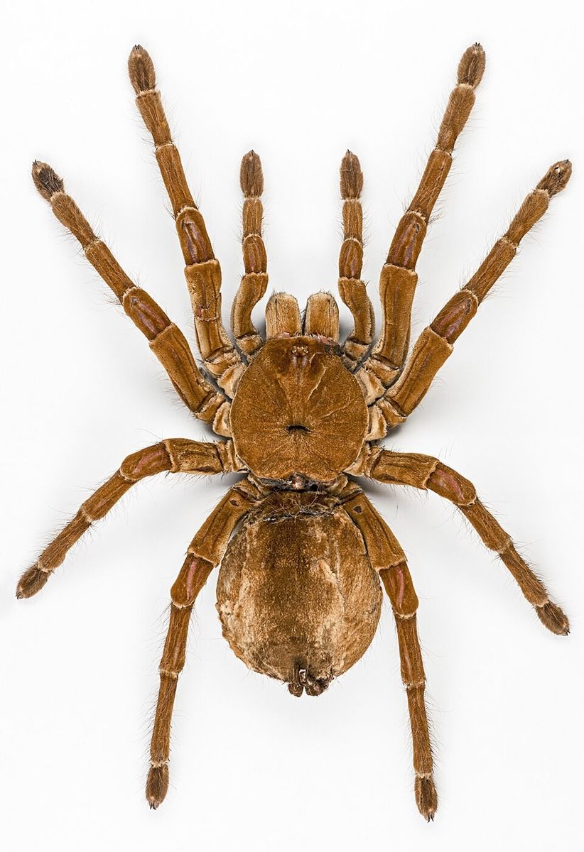 Photo of Goliath Birdeater Tarantula (Theraphosa blondi)
