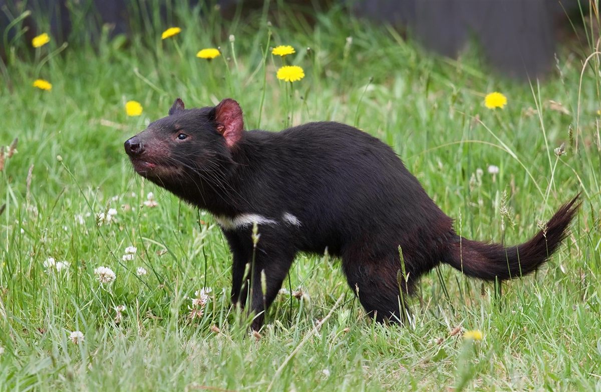 Photo of Tasmanian Devil (Sarcophilus harrisii)