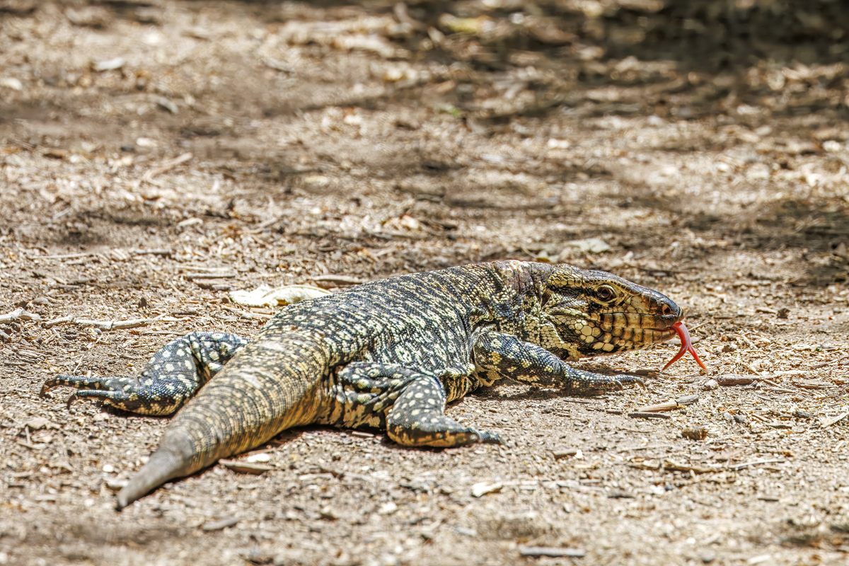 Photo of Argentine Black and White Tegu (Salvator merianae)