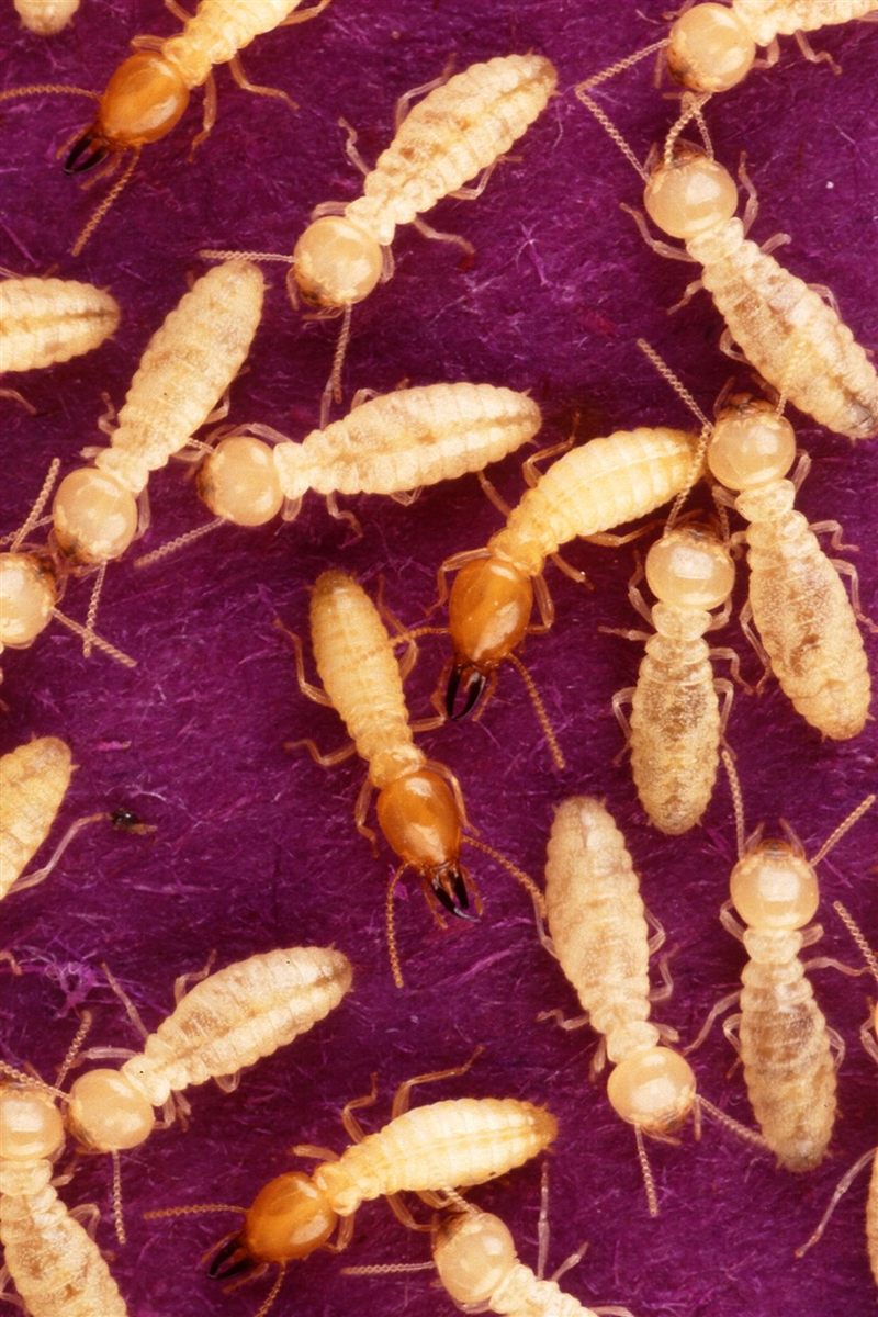 Photo of Formosan Subterranean Termite (Coptotermes formosanus)