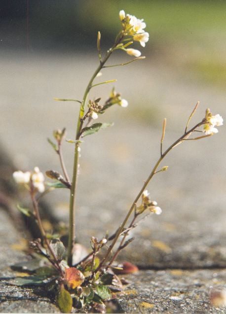 Photo of Thale Cress (Arabidopsis thaliana)