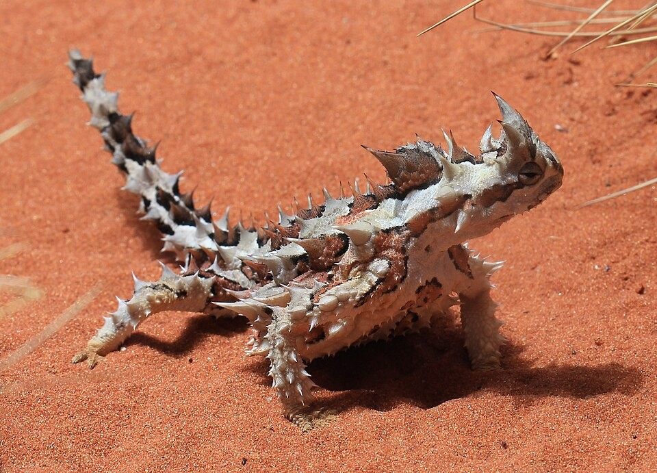 Photo of Thorny Devil (Moloch horridus)