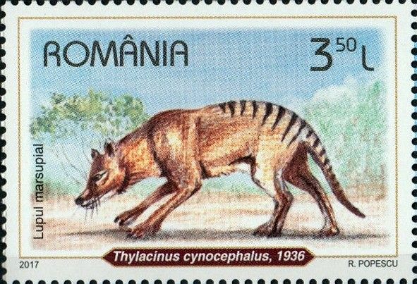 Photo of Thylacine (Thylacinus cynocephalus)
