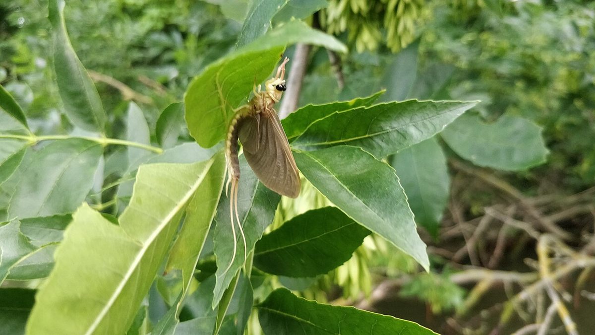 Photo of Tisza Mayfly (Palingenia longicauda)