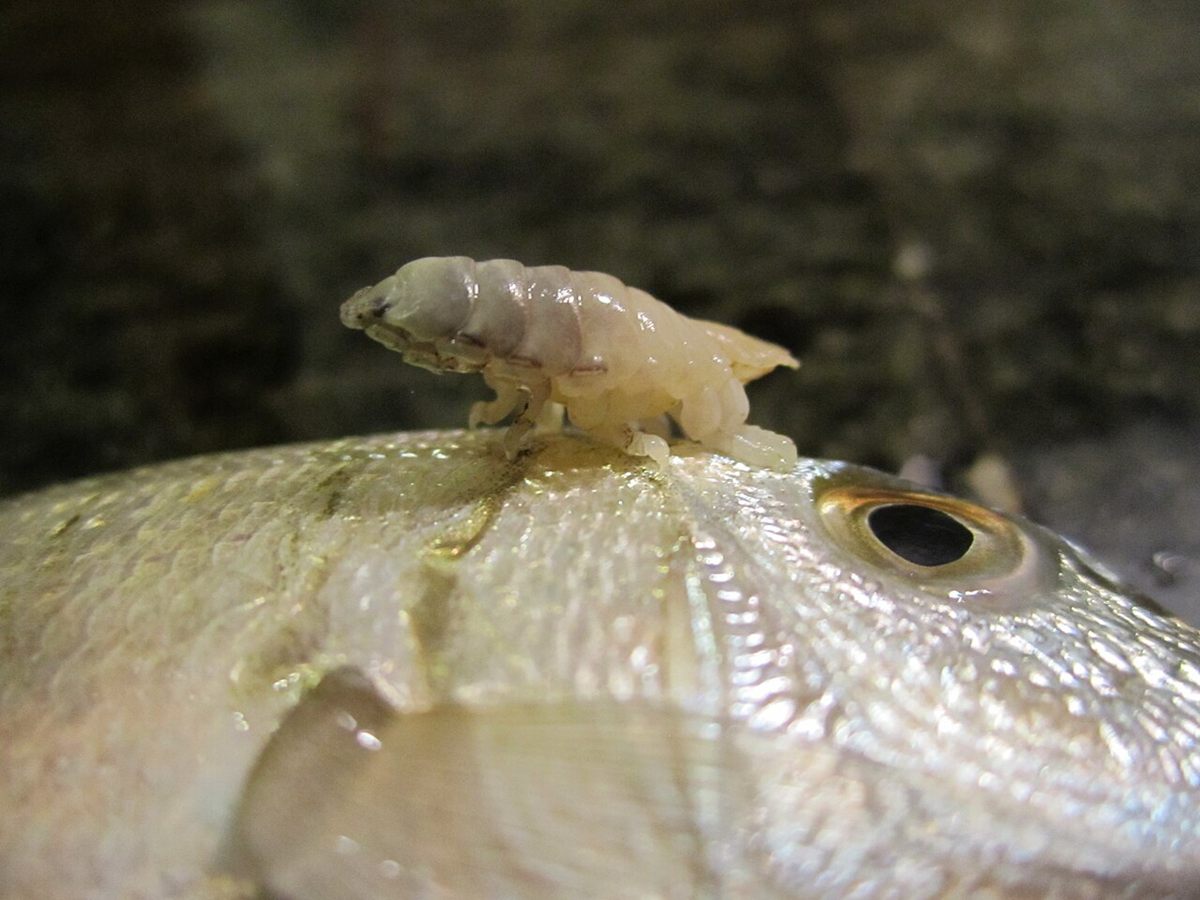 Photo of Tongue-eating Louse (Cymothoa exigua)