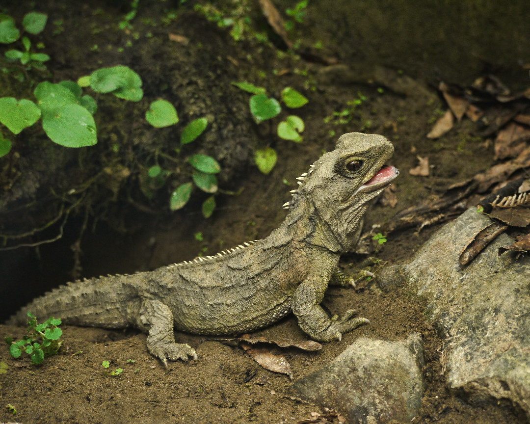 Photo of Tuatara (Sphenodon punctatus)