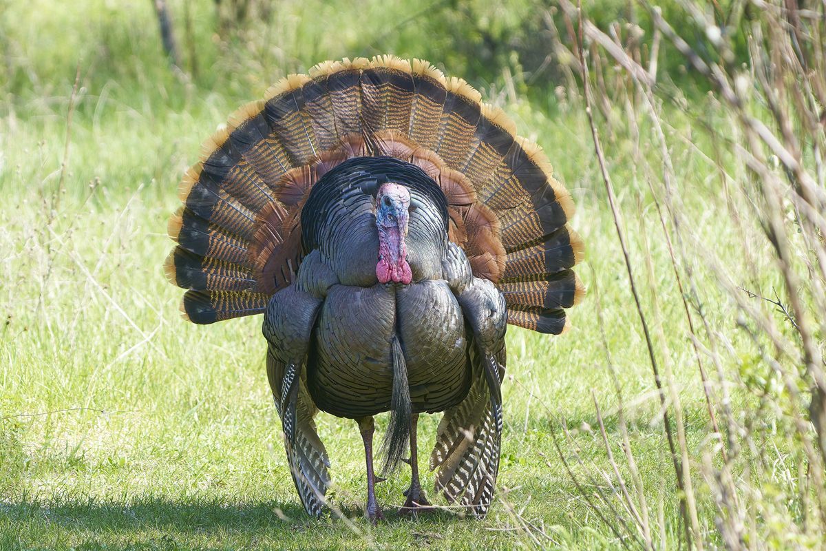 Photo of Wild Turkey (Meleagris gallopavo)