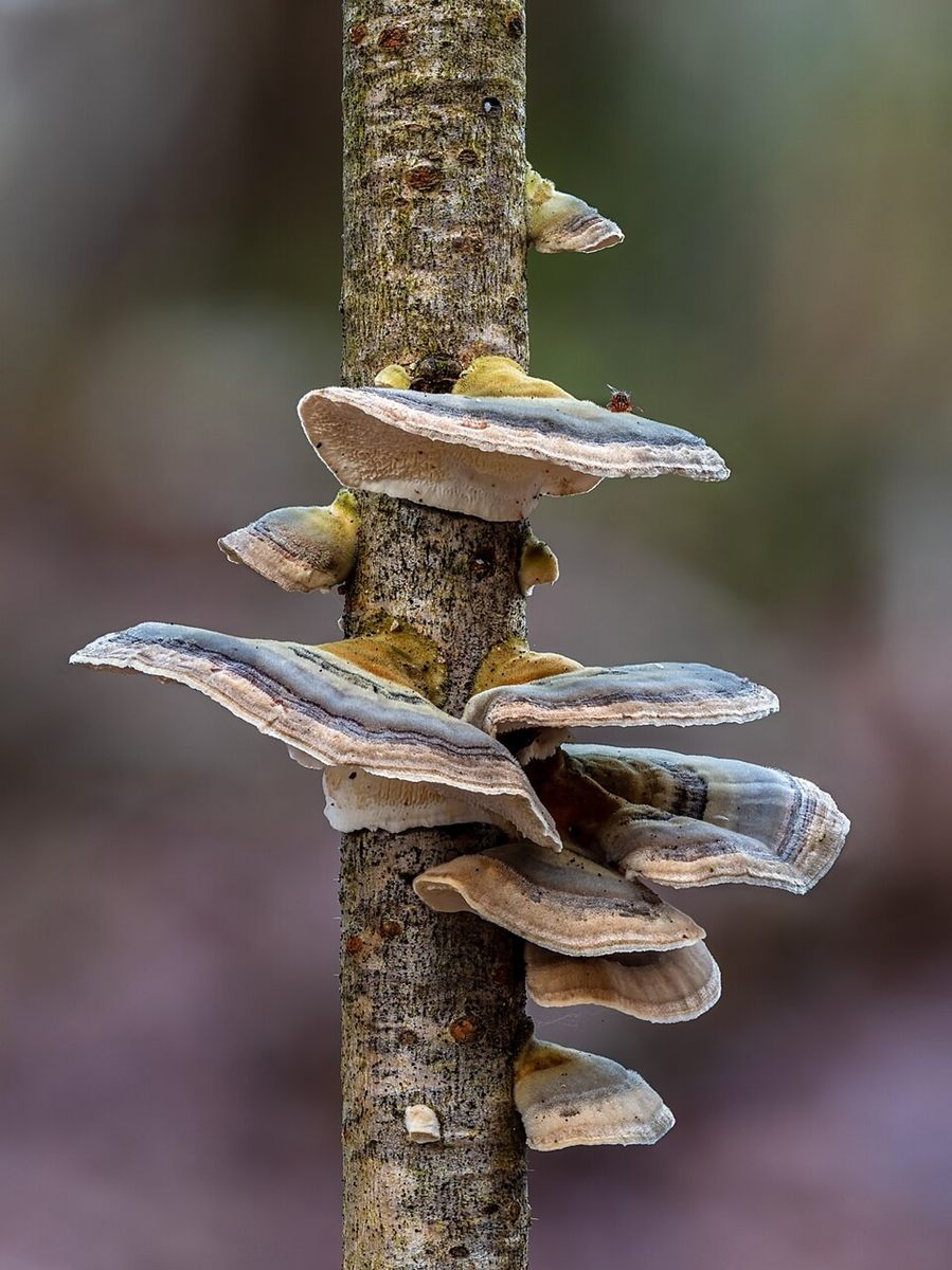 Photo of Turkey Tail Bracket Fungus (Trametes versicolor)