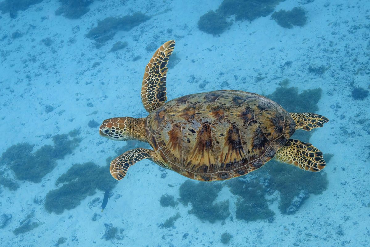 Photo of Green Sea Turtle (Chelonia mydas)