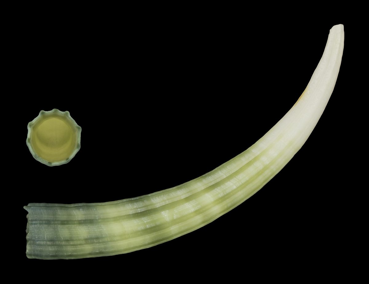 Photo of Elephant Tusk Shell (Dentalium elephantinum)