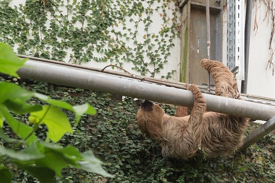 Photo of Linnaeus's Two-toed Sloth (Choloepus didactylus)