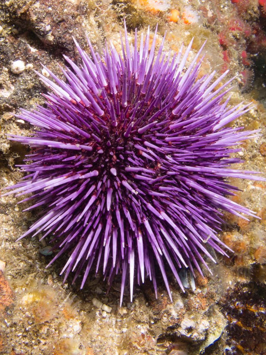 Photo of Purple Sea Urchin (Strongylocentrotus purpuratus)
