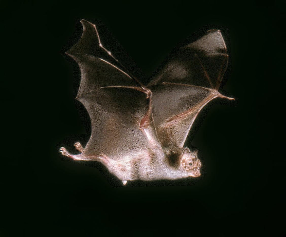 Photo of Vampire Bat (Desmodus rotundus)