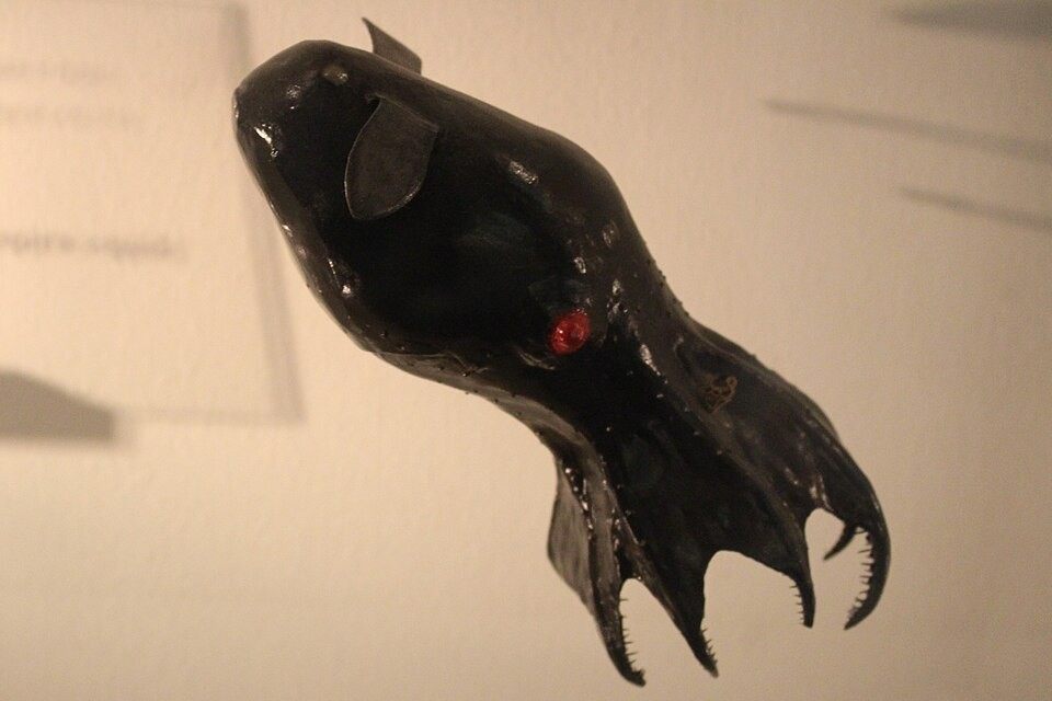Photo of Vampire Squid (Vampyroteuthis infernalis)