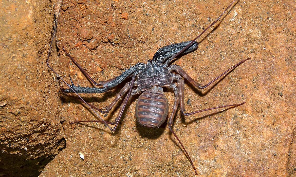 Photo of Variegated Whip Spider (Damon variegatus)