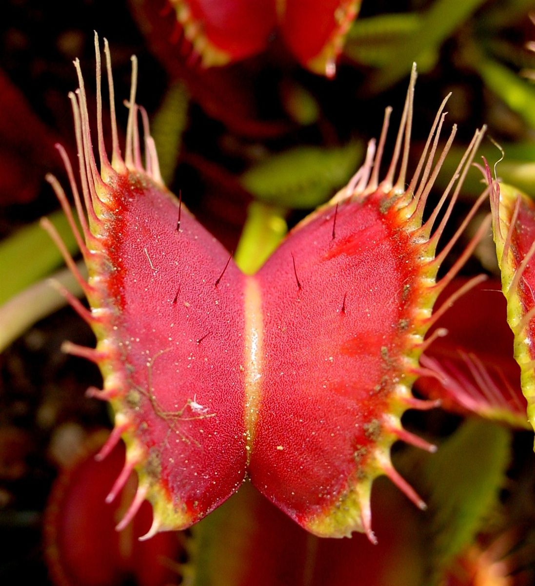 Photo of Venus Flytrap (Dionaea muscipula)