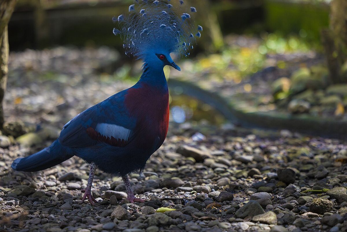 Photo of Victoria Crowned Pigeon (Goura victoria)