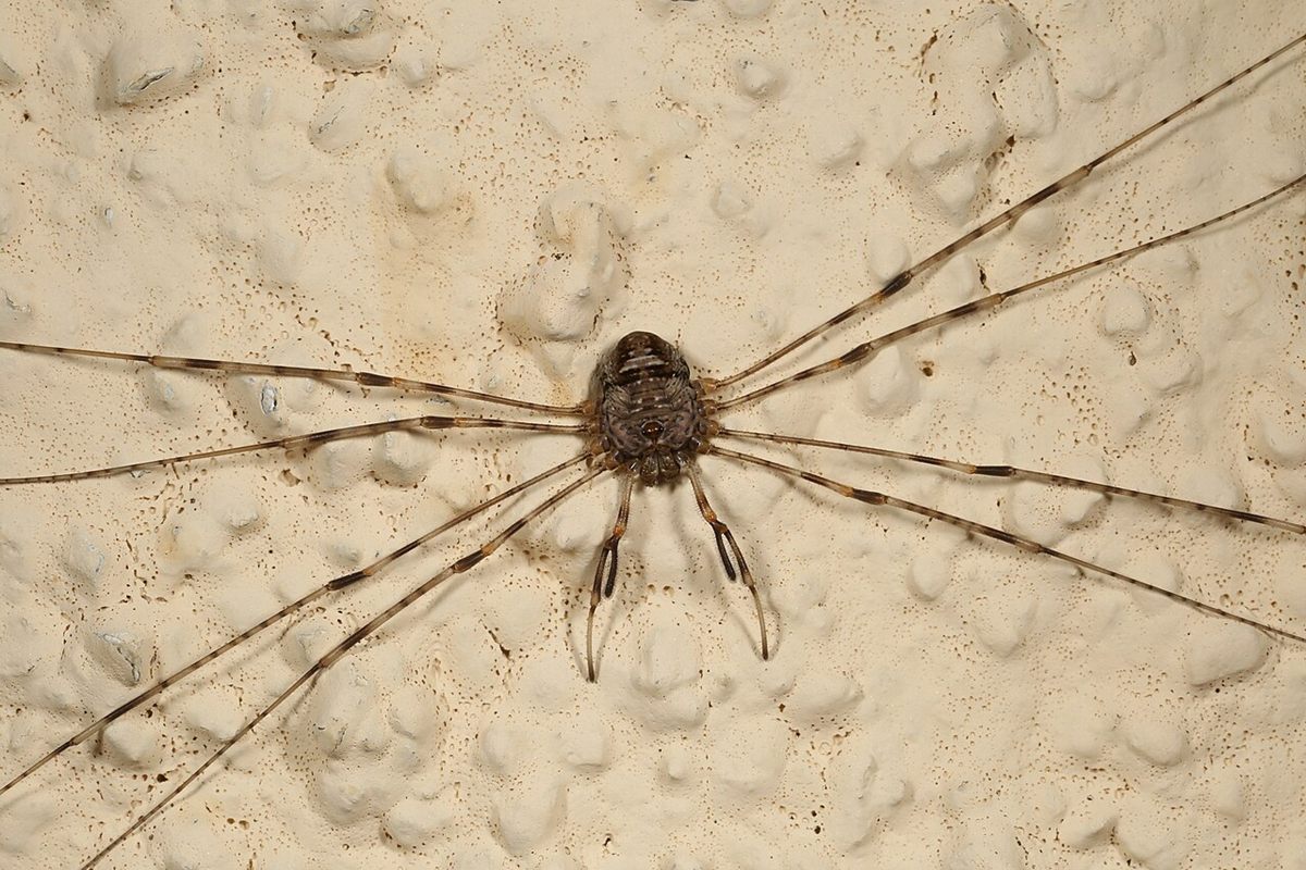 Photo of Walnut Orb-legged Harvestman (Dicranopalpus ramosus)