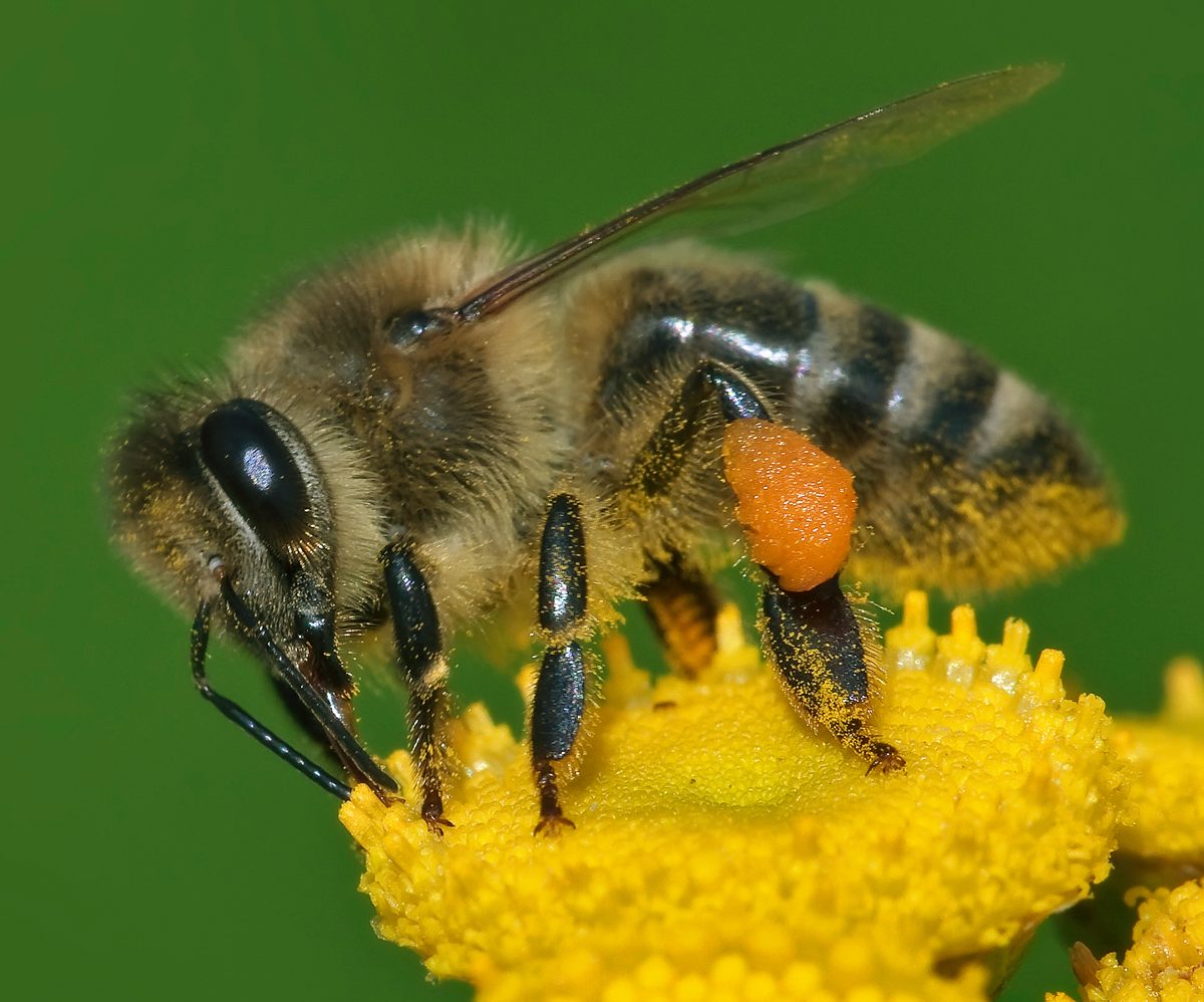 Photo of Western Honeybee (Apis mellifera)