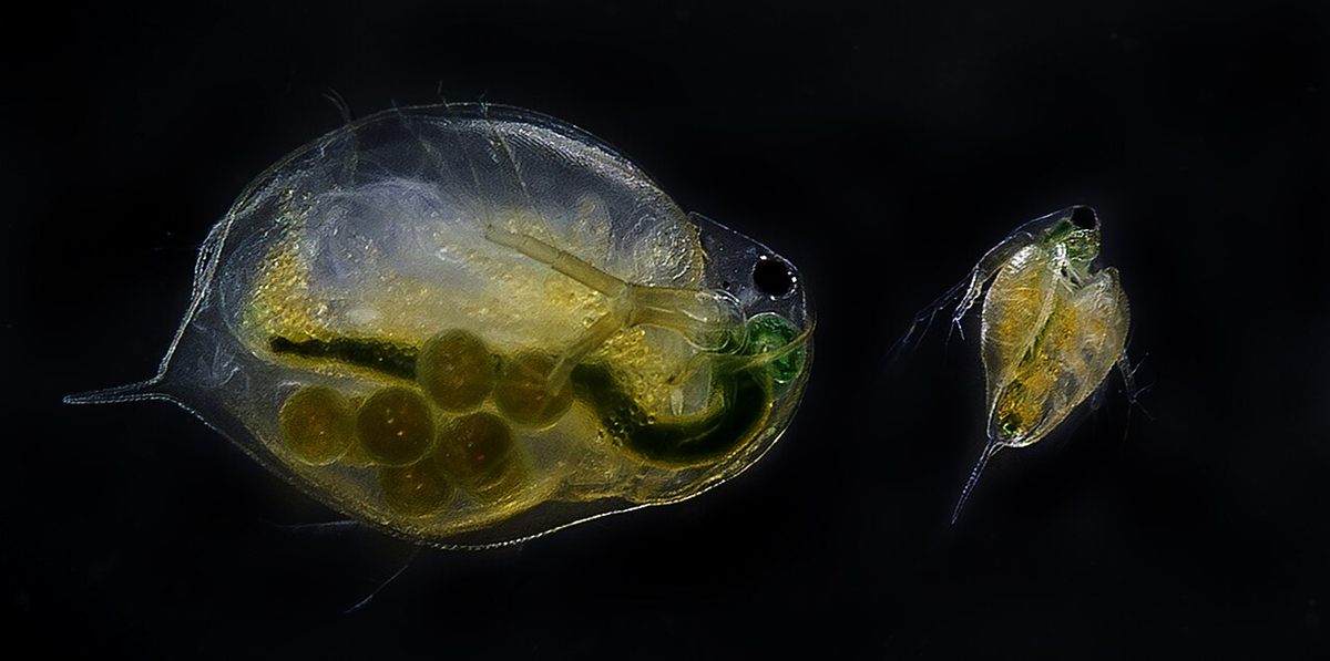 Photo of Water Flea (Daphnia magna)