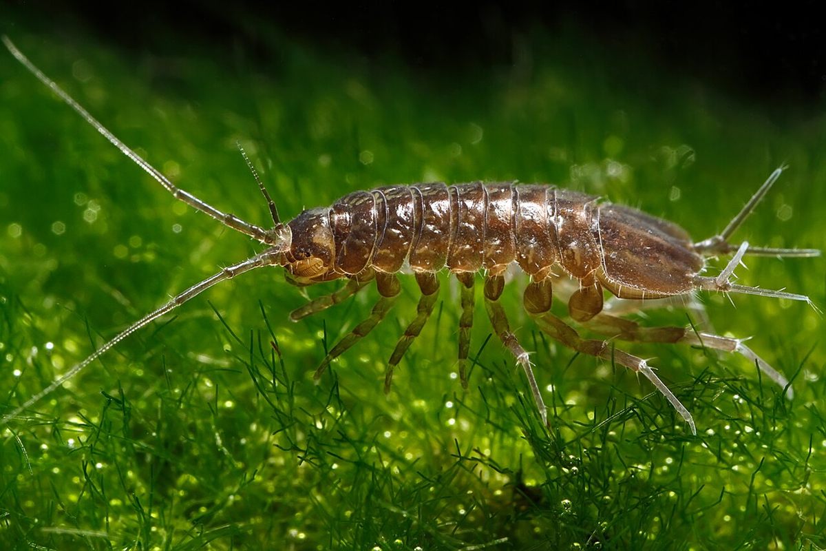 Photo of Water Louse (Asellus aquaticus)