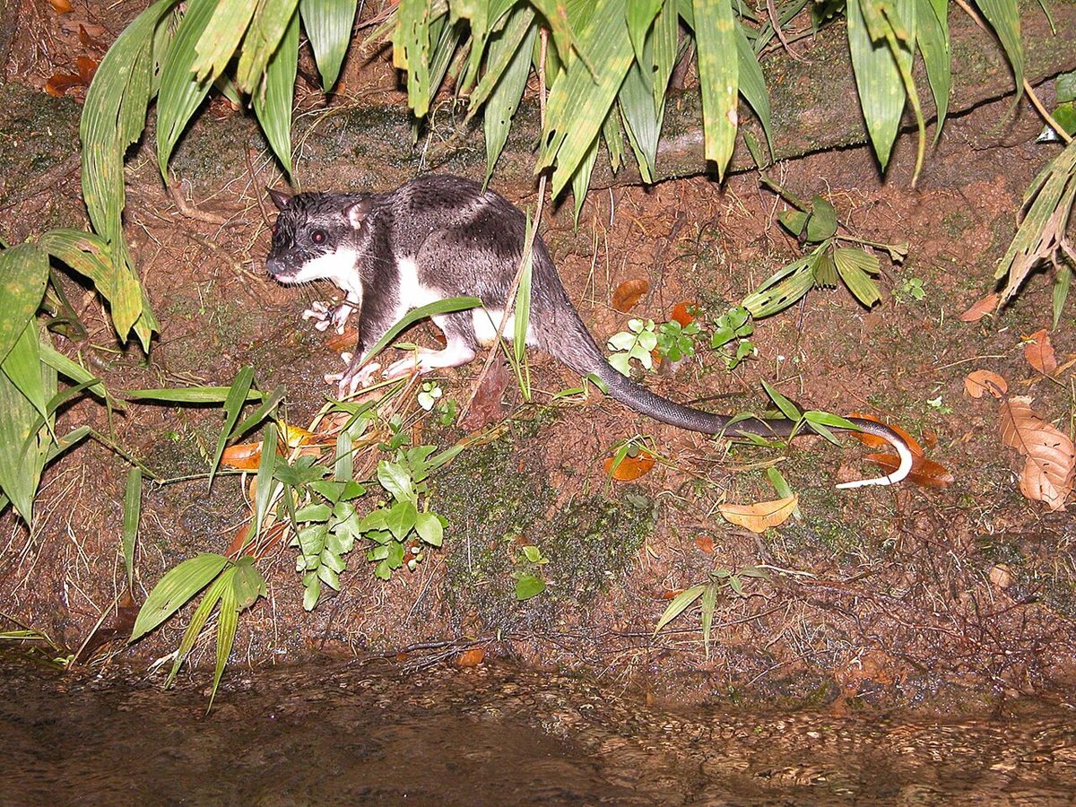 Photo of Water Opossum (Chironectes minimus)