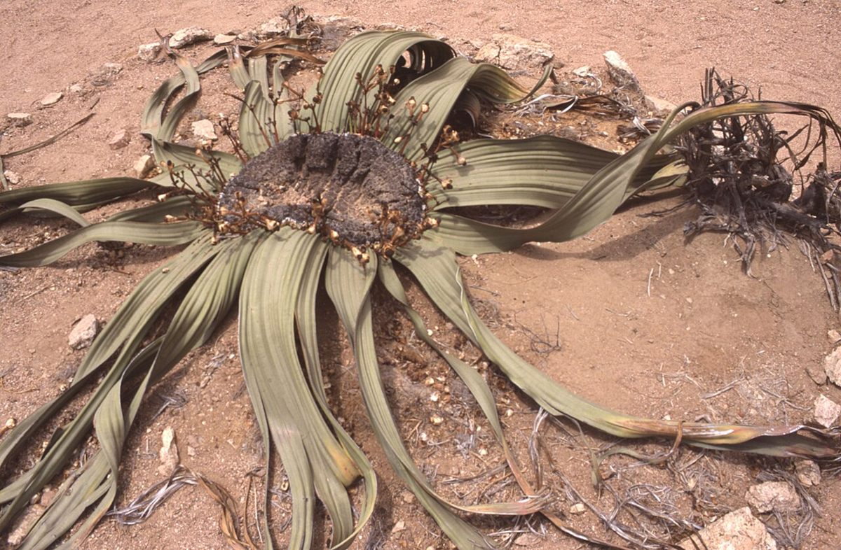 Photo of Welwitschia (Welwitschia mirabilis)