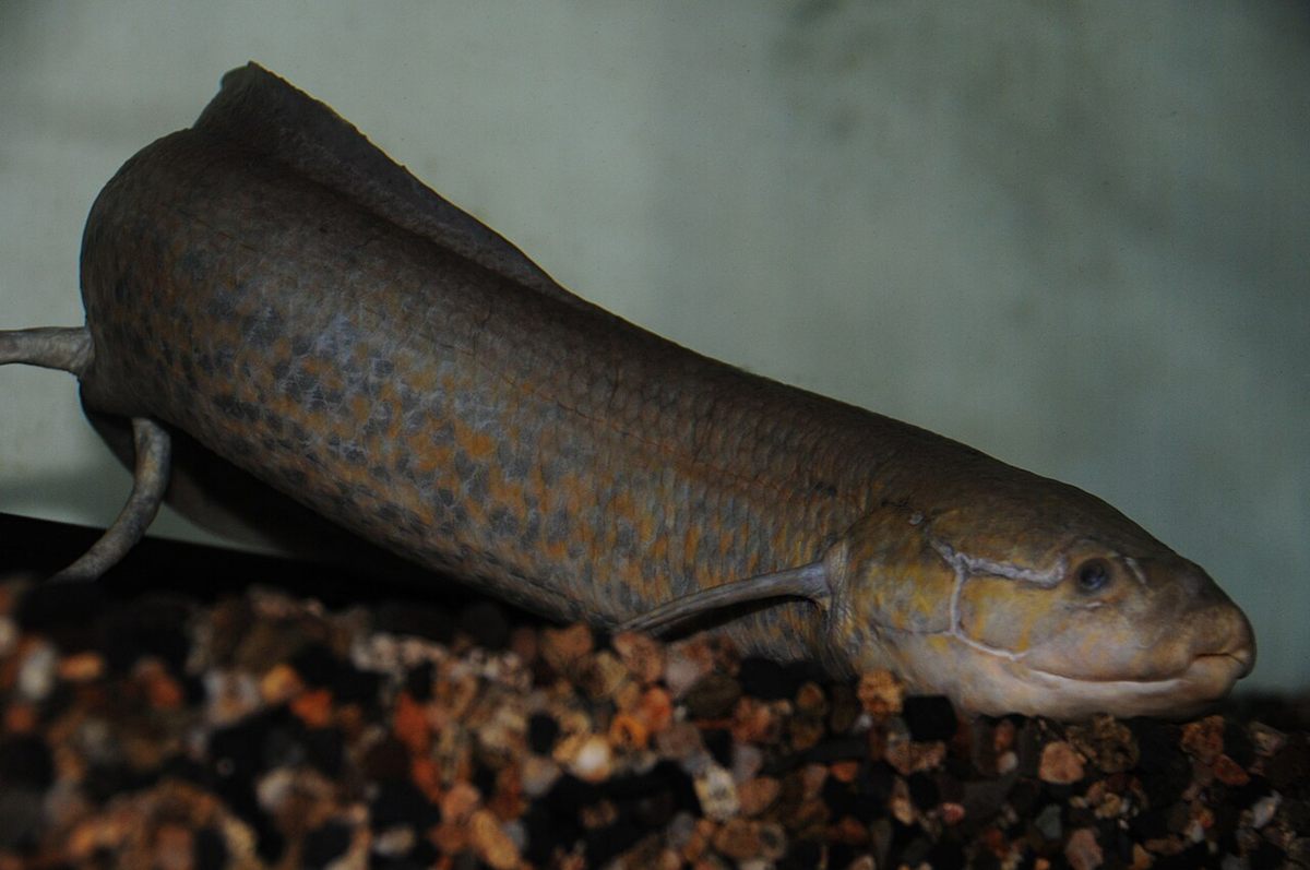 Photo of West African Lungfish (Protopterus annectens)