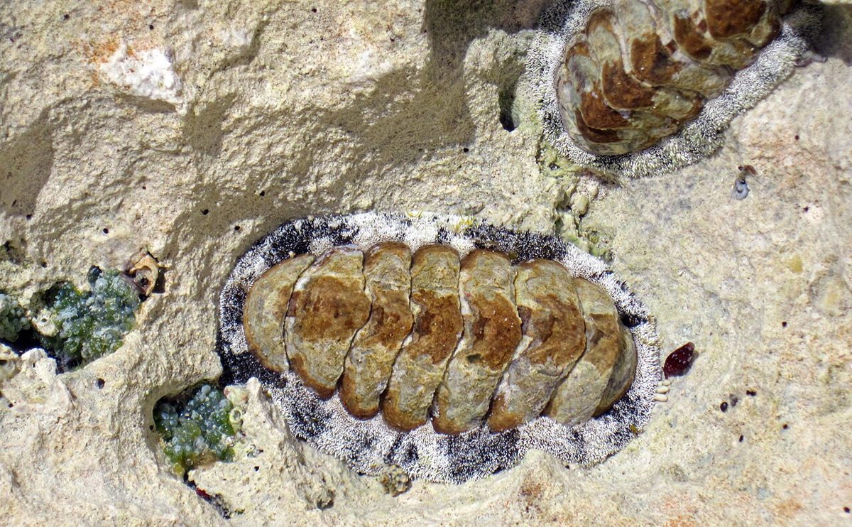 Photo of West Indian Fuzzy Chiton (Acanthopleura granulata)
