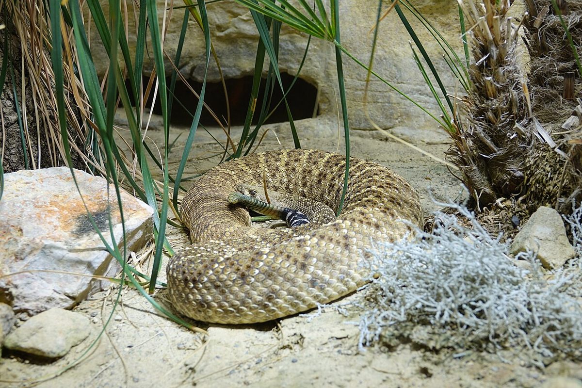 Photo of Western Diamondback Rattlesnake (Crotalus atrox)
